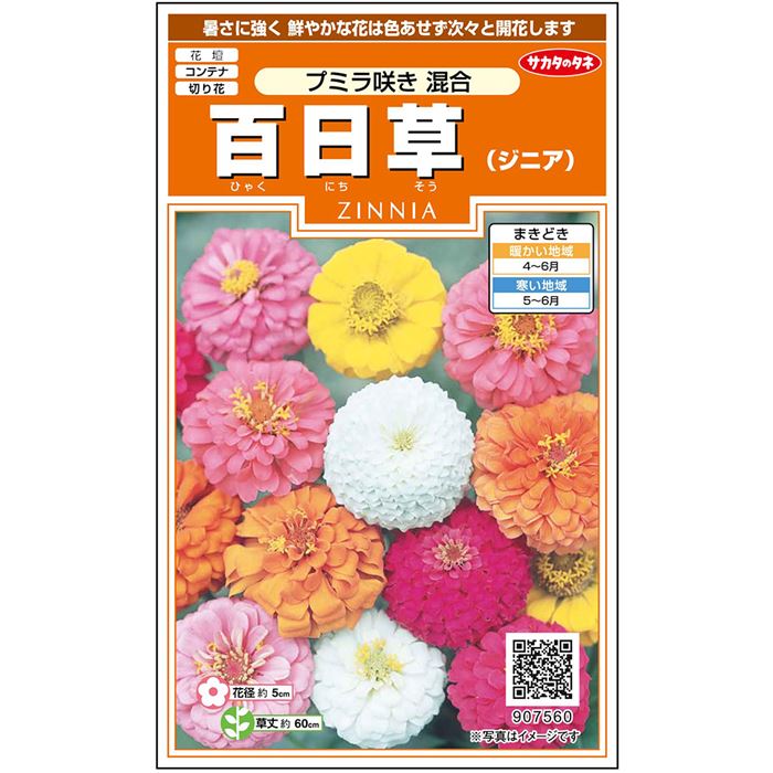  ジニア 百日草 プミラ咲き 混合 花 種 約36粒 小袋 春まき 夏 秋 マルチカラー 鉢植え 地植え 切り花簡単 初心者向き 育てやすい プランター 鉢ベランダ栽培ガーデニング 園芸種子 タネ たね