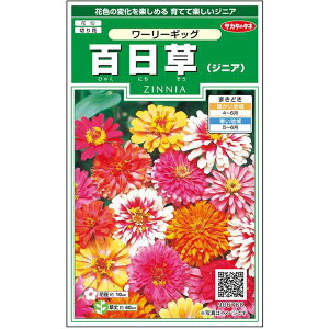 【サカタのタネ公式】 ジニア（百日草） ワーリーギッグ マルチカラー 花 春まき 夏 秋 鉢植え 地植え 切り花 簡単 初心者向き 育てやすい プランター 鉢 ベランダ栽培 ガーデニング 園芸 種子 タネ たね 種 約72粒