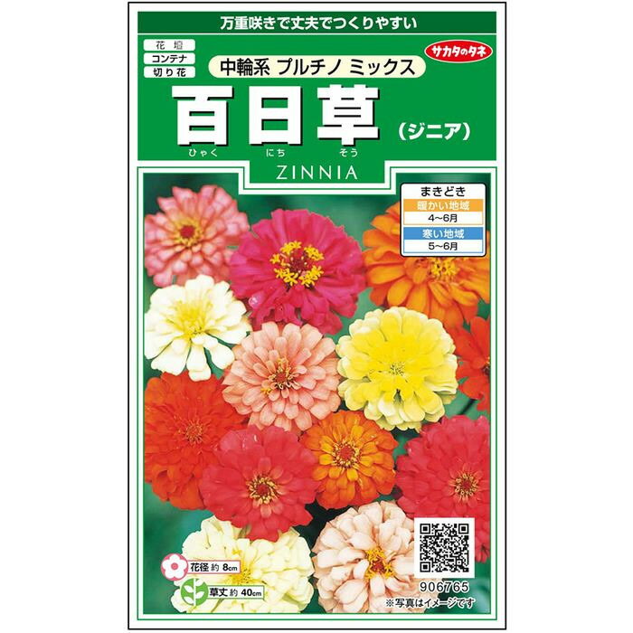 【サカタのタネ公式】 ジニア 百日草 プルチノ ミックス 花 種 約36粒 小袋 春まき 夏 秋 マルチカラー 鉢植え 地植え 切り花簡単 初心者向き 育てやすい プランター 鉢ベランダ栽培ガーデニング 園芸種子 タネ たね