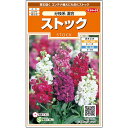 【サカタのタネ公式】 ストック 分枝系 混合 花 種 約22粒 小袋 春まき 秋まき 春秋 冬マルチカラー 鉢植え 地植え 切り花 プランター 鉢ベランダ栽培ガーデニング 園芸種子 タネ たね