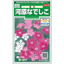 【サカタのタネ公式】河原なでしこ 混合 花 種 約215粒 小袋 春まき 秋まき 春 夏マルチカラー 鉢植え 地植え 切り花簡単 初心者向き 育てやすい プランター 鉢ベランダ栽培ガーデニング 園芸 撫子 なでしこ ダイアンサス 種子 タネ たね