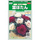  ハボタン 華 ミックス 花 種 約40粒 小袋 春まき 秋まき 春 冬マルチカラー 鉢植え 地植えプランター 鉢ベランダ栽培ガーデニング 園芸 葉牡丹 葉ぼたん種子 タネ たね