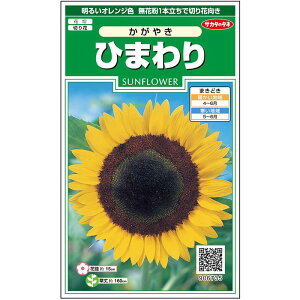 【サカタのタネ公式】 ヒマワリ かがやき 花 種 約14粒 小袋 春まき 夏イエロー 鉢植え 地植え 切り花簡単 初心者向き 育てやすいガーデニング 園芸 向日葵 種子 タネ たね