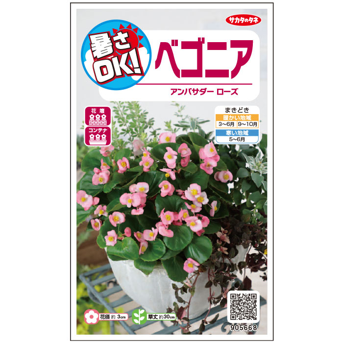  ベゴニア アンバサダー　ローズ 花 種 ペレットシード約30粒 小袋 春まき 秋まき 春 夏 秋 ピンク 鉢植え 地植え 育てやすい プランター 鉢ベランダ栽培ガーデニング 園芸 ベコニア 種子 タネ たね