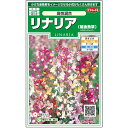 【サカタのタネ公式】 リナリア　姫金魚草 高性混合 花 種 約358粒 小袋 春まき 秋まき 春 夏マルチカラー 鉢植え 地植え 切り花 プランター 鉢ベランダ栽培ガーデニング 園芸姫きんぎょそう ヒメキンギョソウ 種子 タネ たね