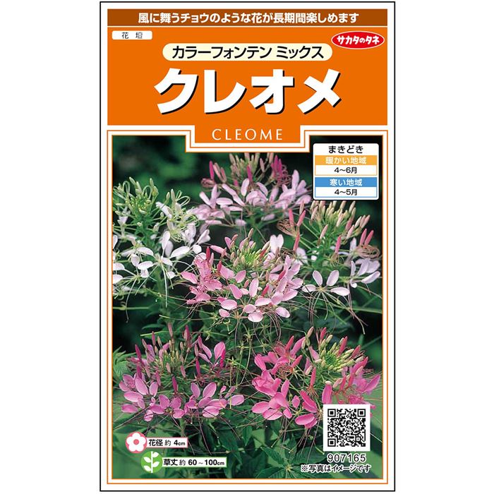  クレオメ カラーフォンテン ミックス 花 種 約167粒 小袋 春まき 夏 秋 マルチカラー 鉢植え 地植え ガーデニング 園芸 西洋風蝶草セイヨウフウチョウソウ 種子 タネ たね