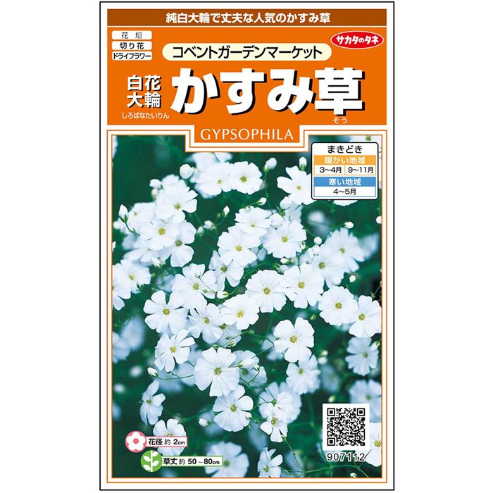 【サカタのタネ公式】 かすみ草 種 小袋 約270粒 ホワイト コベント ガーデンマーケット 花 春まき 秋まき 春 夏 鉢植え 地植え 切り花 ドライフラワー プランター 鉢 一年草 ベランダ栽培 ガーデニング 園芸 ジプソフィラ 種子 タネ たね