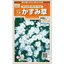 【サカタのタネ公式】 かすみ草 コベント ガーデンマーケット 花 種 約273粒 小袋 春まき 秋まき 春 夏ホワイト 鉢植え 地植え 切り花 ドライフラワー ガーデニング 園芸 カスミソウ かすみそう ジプソフィラ 種子 タネ たね