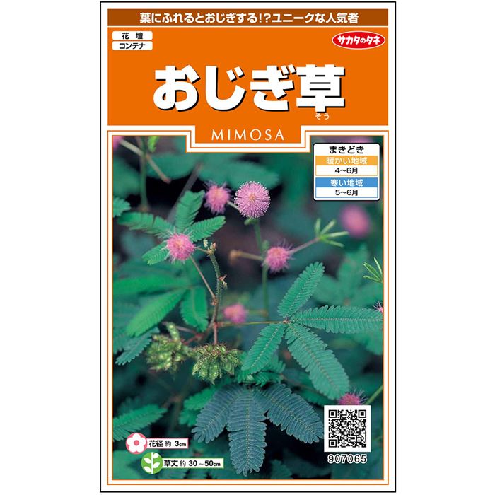 【サカタのタネ公式】おじぎ草 花 種 約17粒 小袋 春まき 夏 秋 ピンク 鉢植え 地植え 簡単 初心者向き 育てやすい プランター 鉢ベランダ栽培ガーデニング 園芸おじぎそう オジギソウ 種子 タネ たね