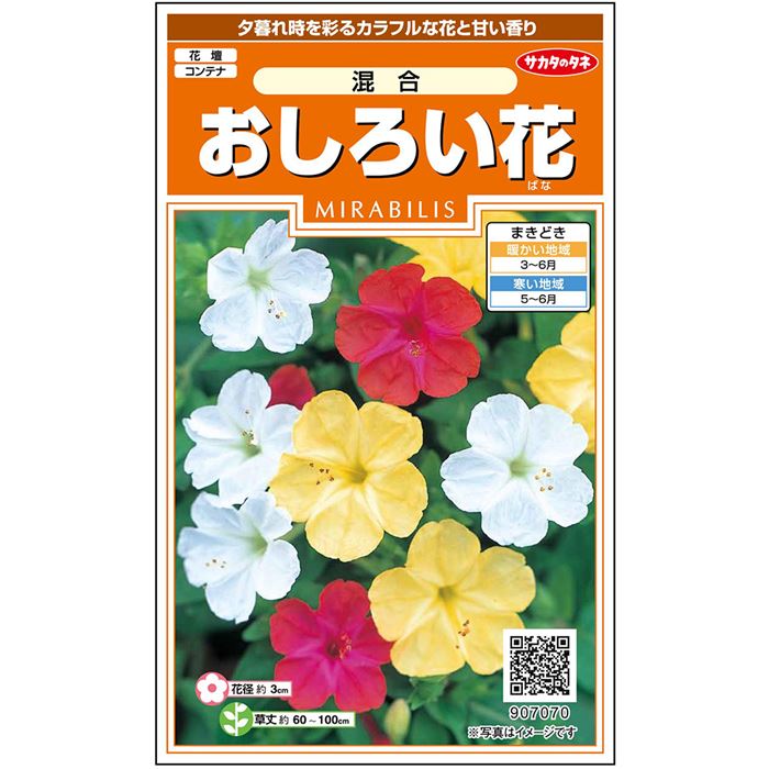 【サカタのタネ公式】おしろい花 混合 花 種 約15粒 小袋 春まき 夏 秋 マルチカラー 鉢植え 地植え 簡単 初心者向き 育てやすい プランター 鉢ベランダ栽培ガーデニング 園芸おしろいばな オシロイバナ 種子 タネ たね