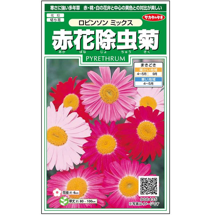 【サカタのタネ公式】 赤花除虫菊ロビンソン ミックス 花 種 約124粒 小袋 春まき 秋まき 春 夏マルチカラー 鉢植え 地植え 切り花 プランター 鉢ベランダ栽培ガーデニング 園芸種子 タネ たね