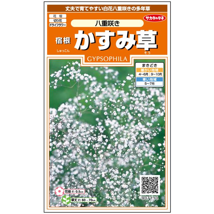 【サカタのタネ公式】 宿根かすみ草 種 小袋 約105粒 ホワイト 八重咲き 花 春まき 秋まき 春 夏 地植え 切り花 ドライフラワー 多年草 栽培 ガーデニング 園芸 ジプソフィラ 種子 タネ たね