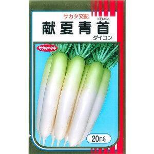 【サカタのタネ公式】 ダイコン 献夏青首 野菜 種 550～1200粒 大袋 春まき 秋まき サカタ交配 地植え 美味しい 営利 栽培 収穫 園芸 大根 だいこん 種子 タネ たね