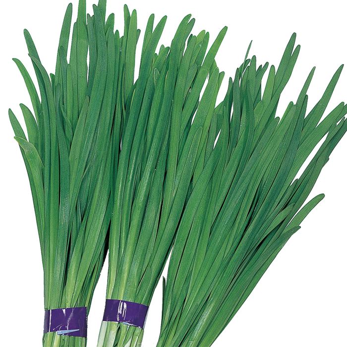 【サカタのタネ公式】 大葉ニラ グリーンロード 野菜 種 1800〜2400粒 大袋 鉢植え 地植え 家庭菜園 栽培 収穫 園芸 大葉ニラ 大葉にら 種子 タネ たねのサムネイル