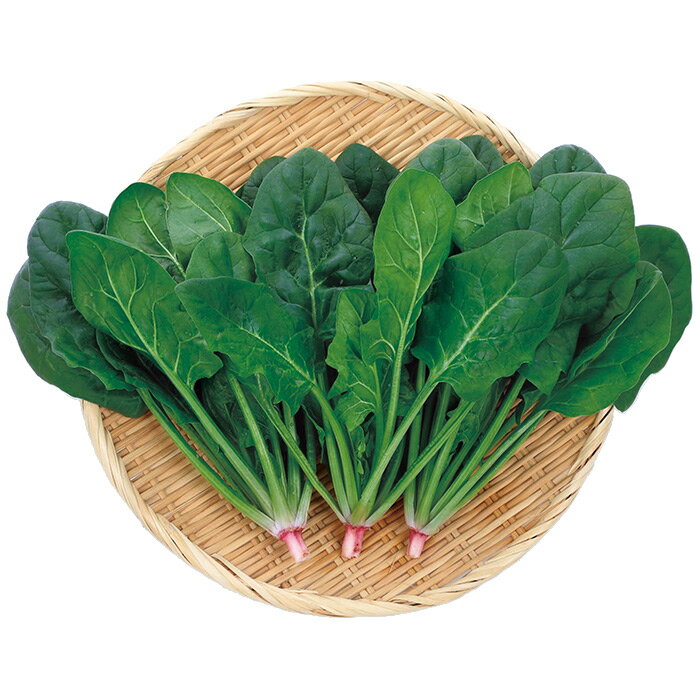 秋植えの野菜おすすめ10選 家庭菜園で育てる秋まき野菜の種類をご紹介 暮らし の