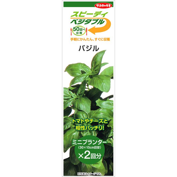 【サカタのタネ公式】 スピーディベジタブル バジル 2回分 野菜 種小袋 春まき 秋まき固定種 簡単 初心者向き 育てやすい プランター 鉢 サラダ向き家庭菜園 ベランダ栽培 収穫園芸種子 タネ たね