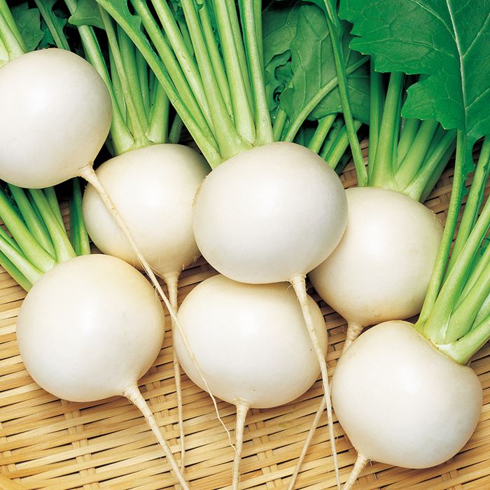 秋植えの野菜おすすめ10選 家庭菜園で育てる秋まき野菜の種類をご紹介 暮らし の