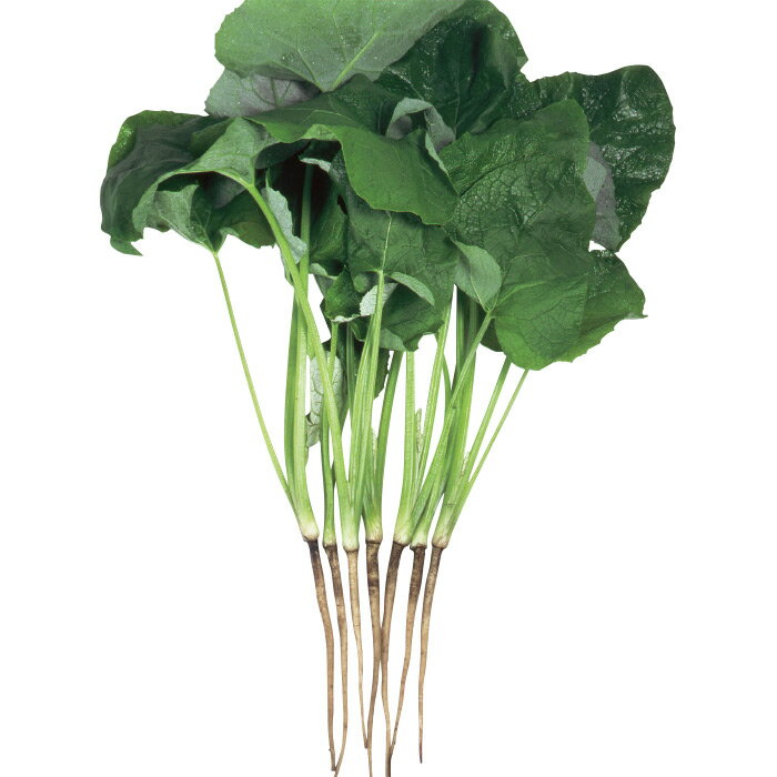 秋植えの野菜おすすめ10選 家庭菜園で育てる秋まき野菜の種類をご紹介 暮らし の