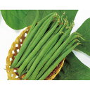 【サカタのタネ公式】 つるなしインゲン セリーナ 野菜 種 1500~3400粒 大袋 鉢植え 地植え 初心者向き 家庭菜園 栽培 収穫 園芸 つるなしインゲン つるなしいんげん 種子 タネ たね
