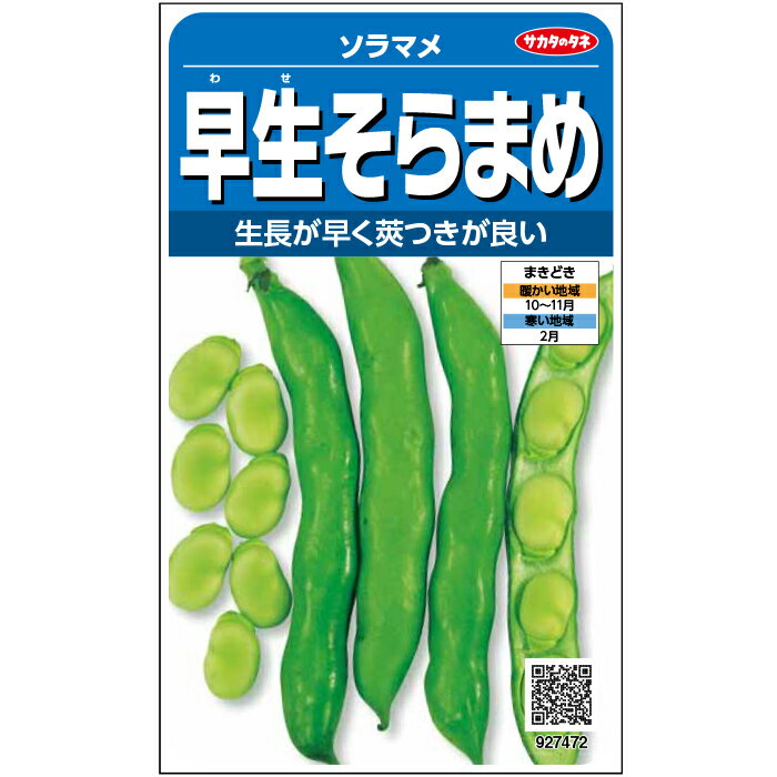 【サカタのタネ公式】 ソラマメ 早生そらまめ 野菜 種 約18粒 小袋秋まき固定種 鉢植え 地植え 美味しい 家庭菜園 栽培 収穫園芸 蚕豆 そらまめ そら豆 種子 タネ たね