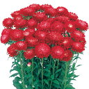 【サカタのタネ公式】 アスター あずみ スカーレット 花 種 約145粒 小袋 夏 秋 レッド 鉢植え 地植え 家庭菜園 栽培 ガーデニング 園芸 アスター あすたー 種子 タネ たね