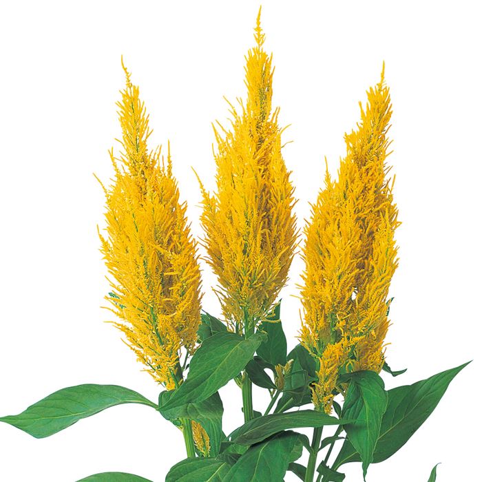 【サカタのタネ公式】 羽毛けいとう センチュリー イエロー 花 種 約145粒 小袋 春まき 夏 秋 イエロー 鉢植え 地植え 家庭菜園 栽培 ガーデニング 園芸 羽毛けいとう 羽毛けいとう 種子 タネ たね