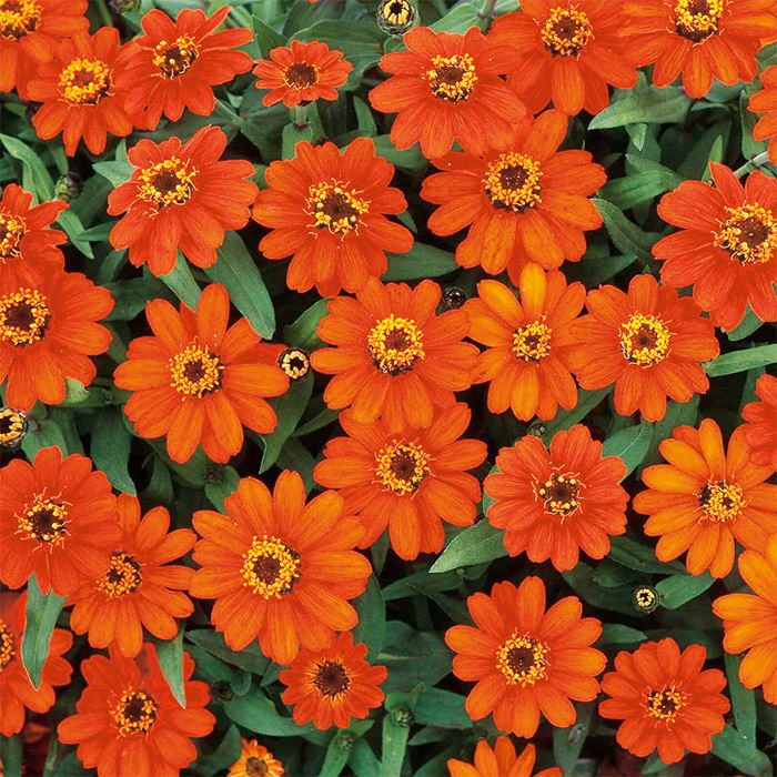 【サカタのタネ公式】 ジニア（百日草） プロフュージョン ファイアー 花 種 約10粒 小袋 夏 秋 オレンジ 鉢植え 地植え 家庭菜園 栽培 ガーデニング 園芸 ジニア（百日草） じにあ（百日草） 種子 タネ たね