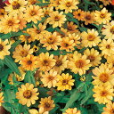 【サカタのタネ公式】 ジニア(百日草) プロフュージョン アプリコット 花 種 約10粒 小袋 夏 秋 オレンジ 鉢植え 地植え 家庭菜園 栽培 ガーデニング 園芸 ジニア(百日草) じにあ(百日草) 種子 タネ たね