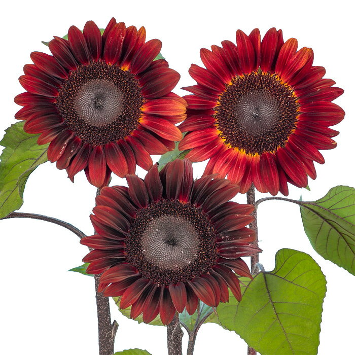 【サカタのタネ公式】 ヒマワリ プロカット レッド 花 種 約20粒 小袋 春まき 夏 秋 レッド 鉢植え 地植え 家庭菜園 栽培 ガーデニング 園芸 ヒマワリ ひまわり 種子 タネ たねのサムネイル