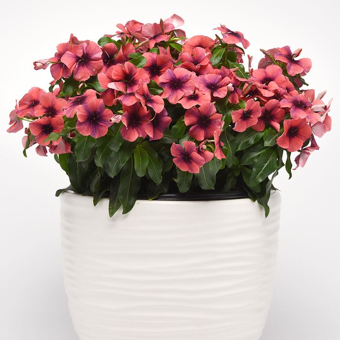 【サカタのタネ公式】 ニチニチソウ タトゥー パパイヤ 花 種 約50粒 小袋 春まき 夏 秋 レッド 鉢植え 地植え 家庭菜園 栽培 ガーデニング 園芸 ニチニチソウ にちにちそう 種子 タネ たねのサムネイル