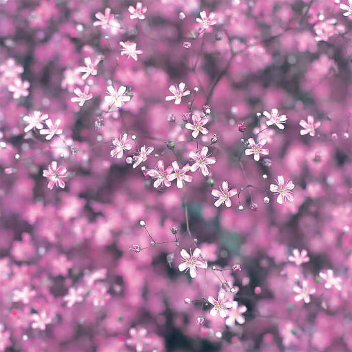 【サカタのタネ公式】 かすみ草 種 小袋 約360粒 ピンク エレガンス ローズ 花 春まき 秋まき 春 夏 鉢植え 地植え 切り花 ドライフラワー プランター 鉢 一年草 ベランダ栽培 ガーデニング 園芸 ジプソフィラ 種子 タネ たね