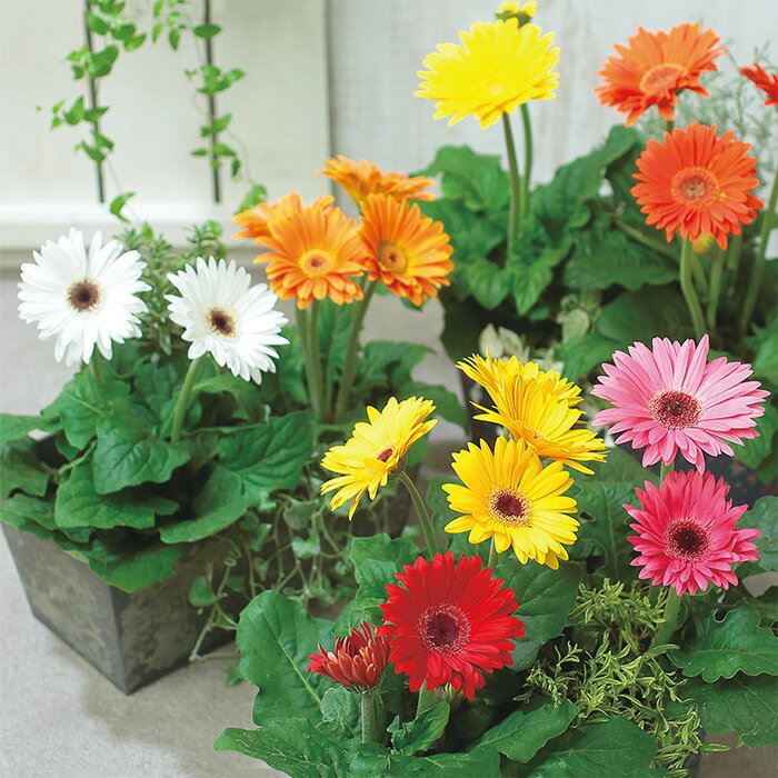 【サカタのタネ公式】 ガーベラ マジョレッテ ミックス 花 種 コート約10粒 小袋 春まき 夏 秋 マルチカラー 鉢植え 地植え 家庭菜園 栽培 ガーデニング 園芸 ガーベラ がーべら 種子 タネ たね