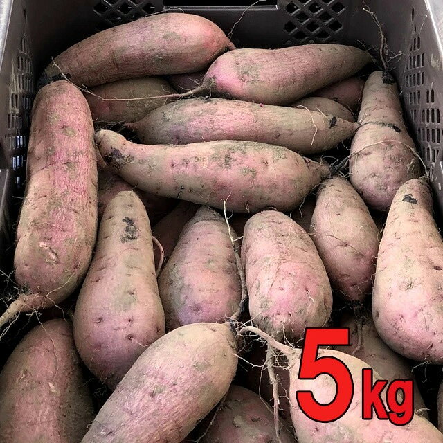 送料無料　グッドフィールド　さつま芋　紅はるか　5kg　メーカー直送　代引 同梱不可※北海道・東北地区は、別途送料1000円が発生します。