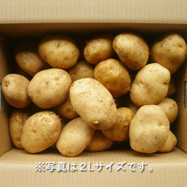 予約商品 2月中旬より発送予定 迫田興産 徳之島産 赤土じゃがいも 箱入り 10kg　メーカー直送　代引 同梱不可赤土 じゃがいも 鹿児島 徳之島のサムネイル