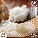 コシヒカリ 5kg 茨城県産 令和6年産 送料無料 こしひかり 単一原料米 5kg 米 コメ こめ 白米 5キロ 精米