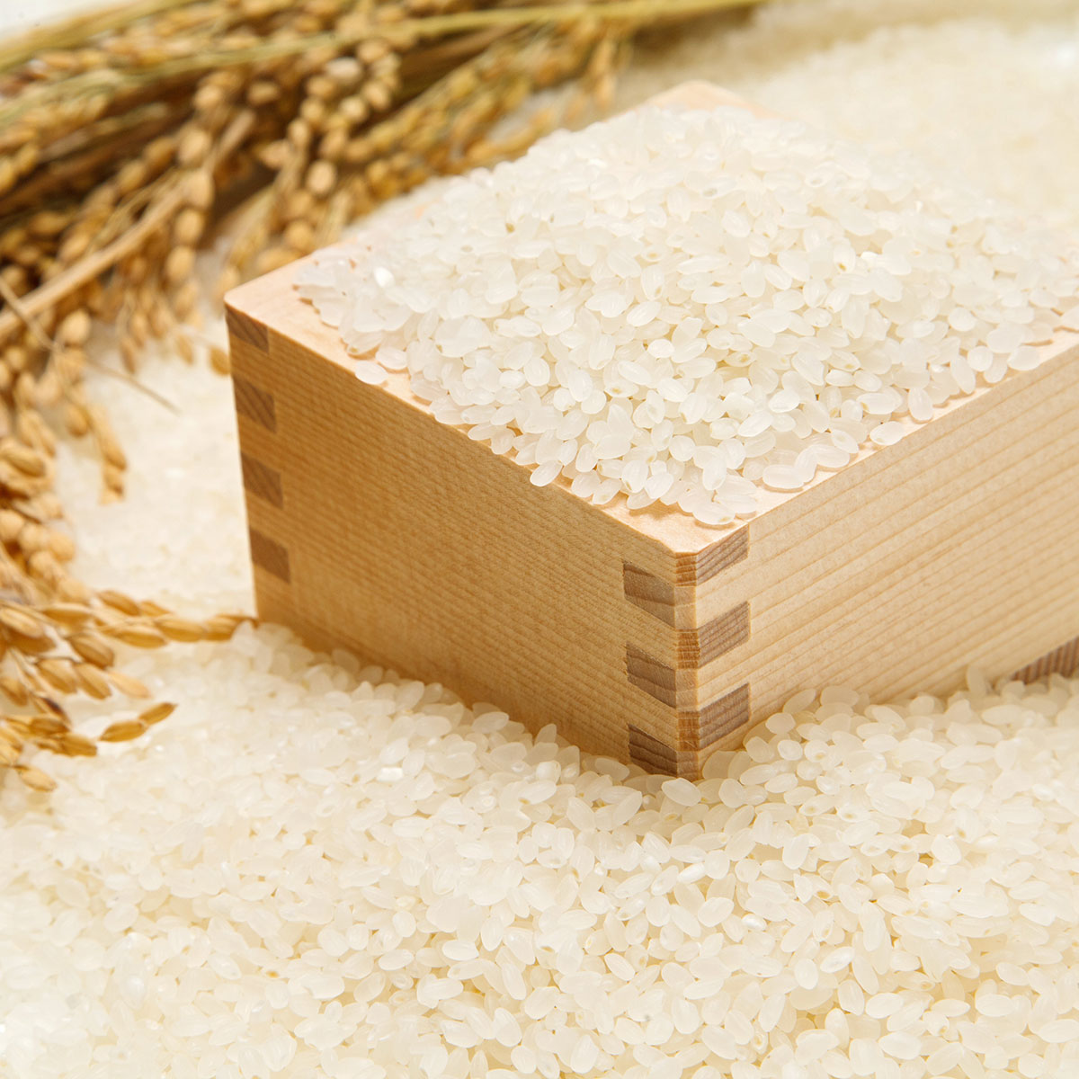 福岡県のオリジナル品種「元気つくし」は、一粒一粒がしっかりした粒立ち。　【ブラックフライデー特価】【新米】福岡県産「元気つくし」冷めても、もちもち、おいしい米 5kg -令和7年度産