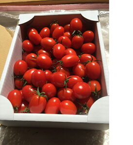 ミニトマト「あまっこ」2キロ箱詰め送料無料