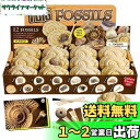 【送料無料】XXTOYS 化石発掘キット 化石標本 化石 発掘 キット 天然化石 発掘セット 発掘おもちゃ 12個セット 古生物学 子供 プレゼント ギフト