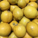 [送料無料][あす楽] 美味いとこどり 和歌山県産 レモン 