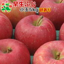 早生ふじ 小玉キズあり5kg 青森りんご 自宅用 ワケあり お試し