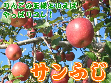 【15時までのご注文で最短翌日出荷】【訳あり】 りんご サンふじ 家庭用 キズあり 青森県産 3kg