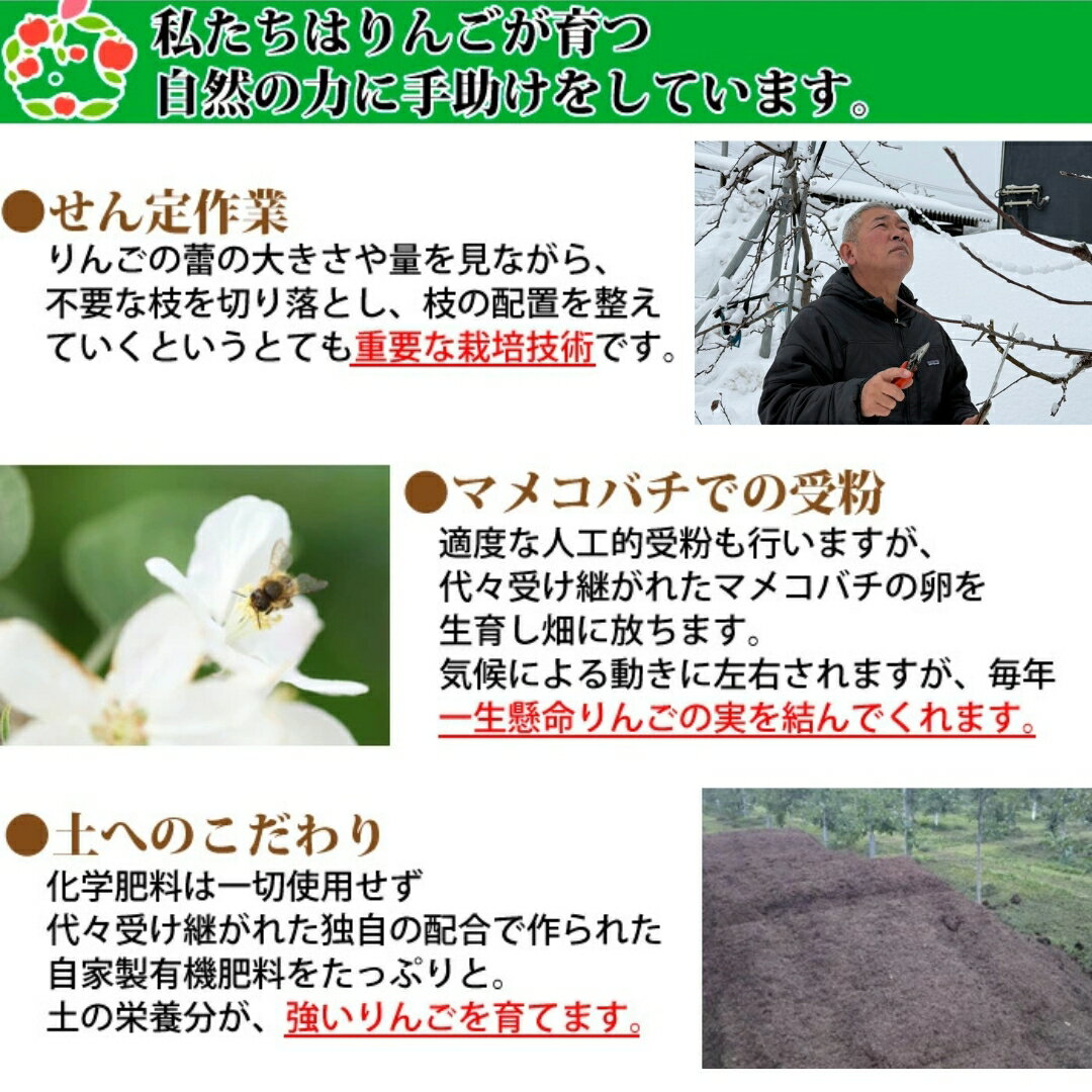 残りわずか大特価！葉とらずふじ家庭用キズあり10kg 青森りんご 訳あり 自宅用 3