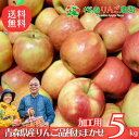 大特価!! 青森県産 加工用 りんご 品種おまかせ 5kg 送料無料 産地直送 産直 自宅用 青森ワケあり お試し 試食 食べ物 旬の くだもの 果物 お菓子作り パフェ アップルパイ ジャム