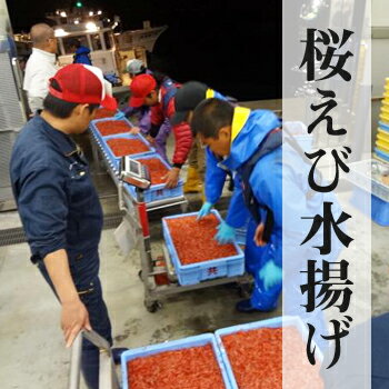 生桜えび200g 軽減税率対象商品 由比港水揚げ 駿河湾桜えび 静岡県産を安心して