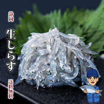 生しらす100g12袋 軽減税率対象商品 静岡駿河湾由比 送料無料しらす 生シラス シラス海鮮 新鮮 鮮度 生もの 生 生食 食品 お土産 手土産 ご当地 名物 静岡 駿河湾 直送 プチギフト ギフト プレゼント 贈答品 お歳暮 美味しい 美味 手土産 珍味 ご褒美 家食 国産 安心