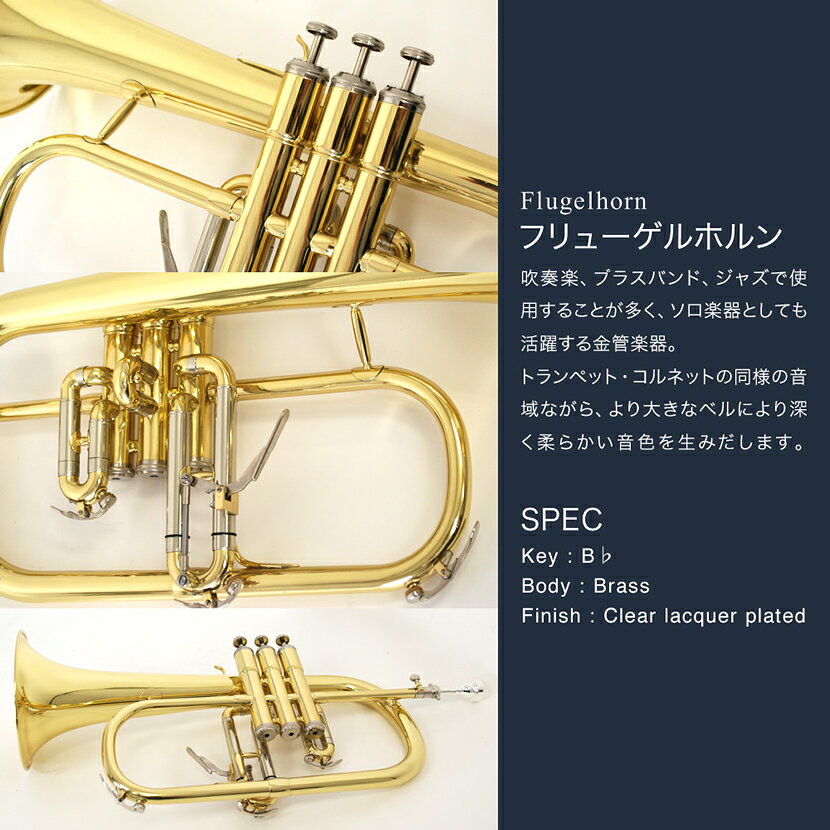 �ե�塼����ۥ�� Soleil SFG-1 (��°�ʡ����ѥ��������Х�֥����롢���ꥹ�����꡼�˥󥰥�����) �� ���쥤�� SFG1 B�� �١��� �ɳڴ� �ۡ�5��0�ΤĤ�������Ź�ݥ����5�ܡ���