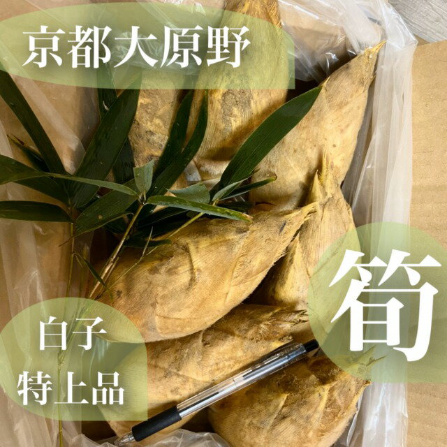 日本一！柔らかい*旬の特上品*【朝堀り京たけのこ】白子筍*Mサイズ約2kg（8〜9本）京都大原野,塚原,長岡京,物集女産より厳選木の芽・米ぬか・鷹の爪・ゆがき方とお料理レシピ付き*新鮮*生タケノコ*竹の子*春ギフト*贈答*お祝い*御祝*母の日*京野菜*進物*旬食材*