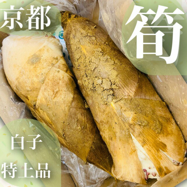 白子 終盤へ突入！日本一***旬の特上品*【朝堀り京たけのこ】白子筍*2Lサイズ約2kg（3本）京都大原野産,塚原,長岡京,物集女産より厳選*木の芽,米ぬか,鷹の爪・ゆがき方とお料理レシピ付き新鮮*生タケノコ*竹の子*ギフト*贈答*お祝い*御祝*京野菜*進物*旬食材*たけのこ