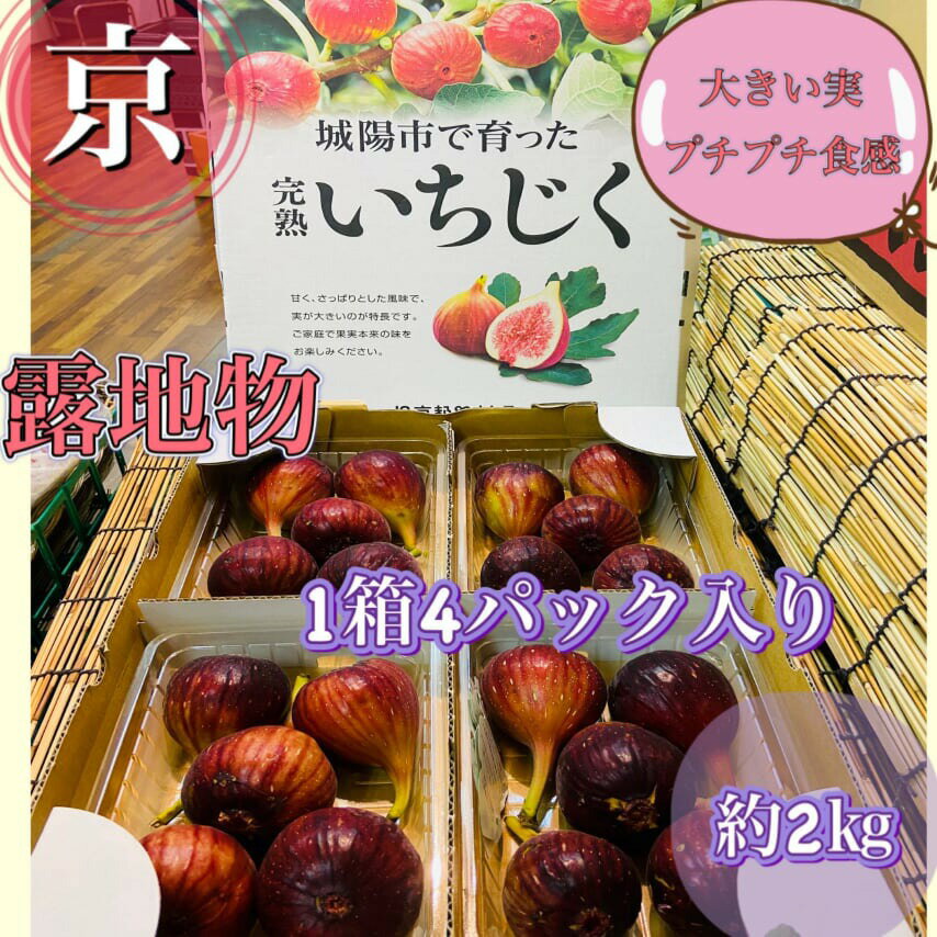 旬のおすすめ*【朝採り*露地物】京都城陽いちじく*特選秀品*1箱4パック入り(約2kg)2L〜4Lサイズ（1パックあたり4〜6個）完熟*無花果*イチジク**人気くだもの*ギフト*誕生日*お取り寄せ*果物*お中元*敬老の日*御中元*特産*身体に優しい旬の食材*旬のくだもの