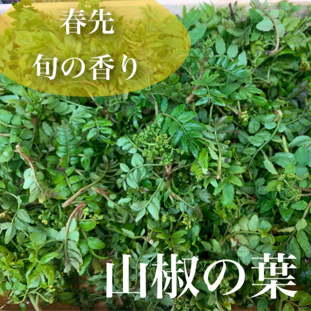 新着！大変短い旬です【春先の香り】*兵庫県産　露地物*山椒の葉（木の芽）約200g（薄い木箱入り/約23cm×38cm）お取り寄せ*旬の食材*春のお届けもの*旬の楽しみ*季節の品*お料理上手に必須*※購入数は最大3つまででお願い致します※ギフトにもおすすめ！